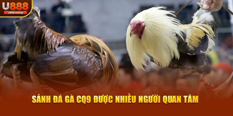 Sảnh đá gà CQ9 được nhiều người quan tâm